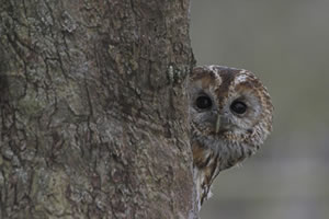 Tawny Owl